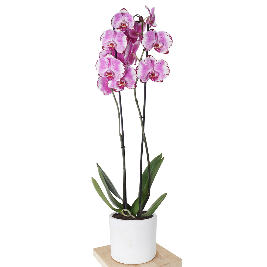 Phalaenopsis Orchids (Alacalı Pembe Orkide)
