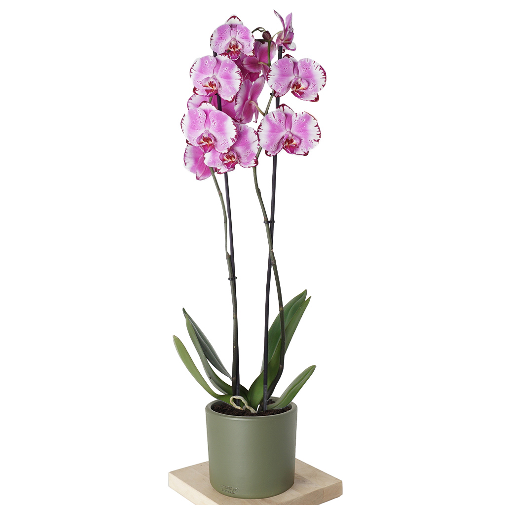 Phalaenopsis Orchids (Alacalı Pembe Orkide)