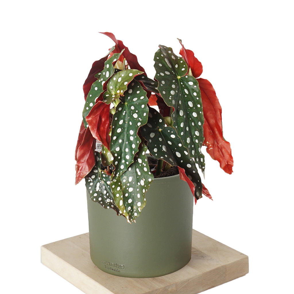 Begonia Maculata Red (Benekli Begonya)