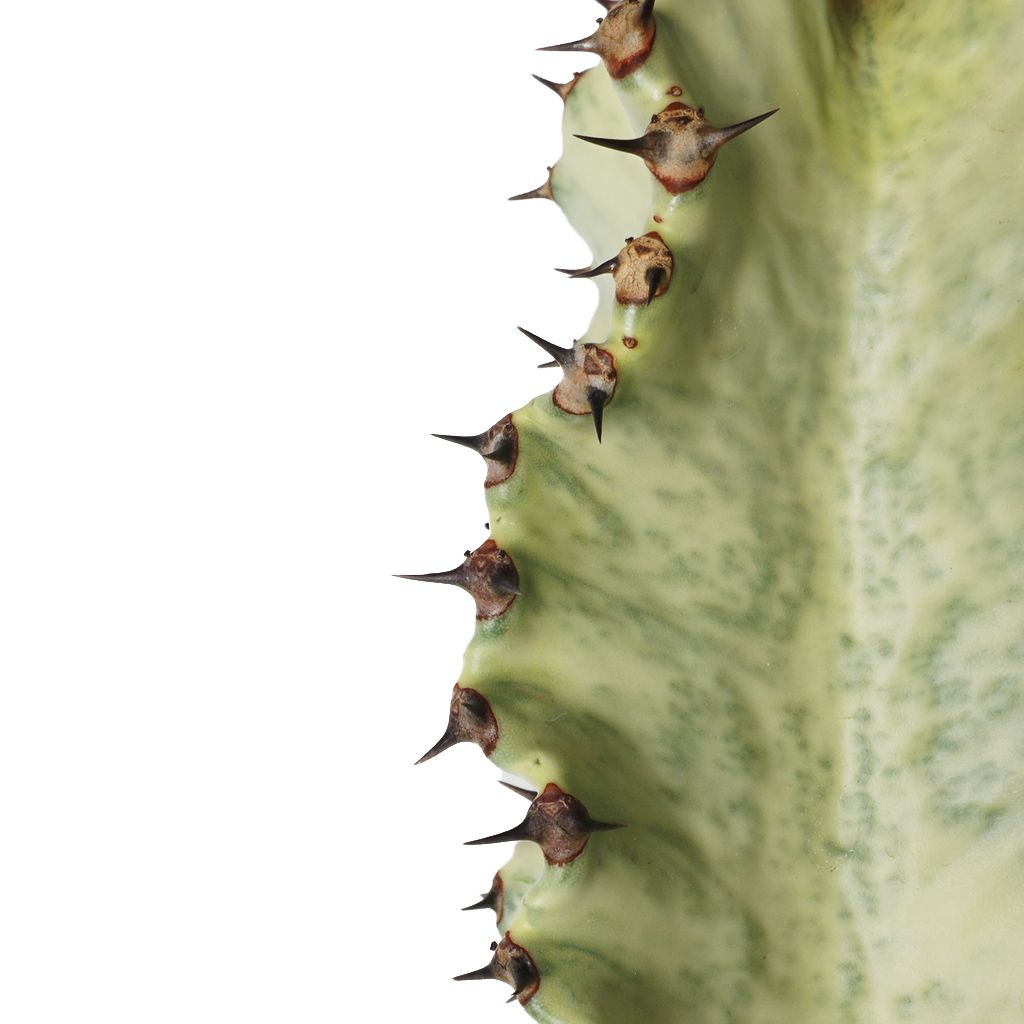 Euphorbia Albino Cactus (Albino Kaktüs)