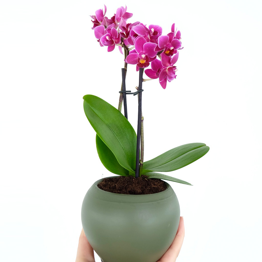 Phalaenopsis Orchids Mini (Bordo Orkide)