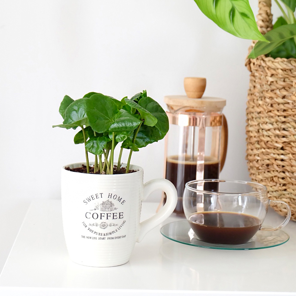 Coffea Arabiaca Kahve Ağacı Bitkisi