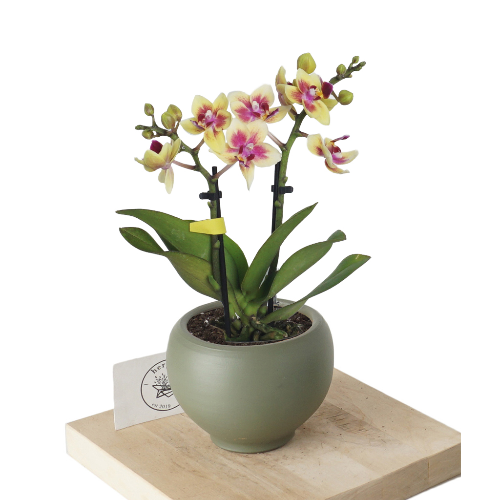 Phalaenopsis Yellow Orchids Mini (Sarı Alacalı Orkide)