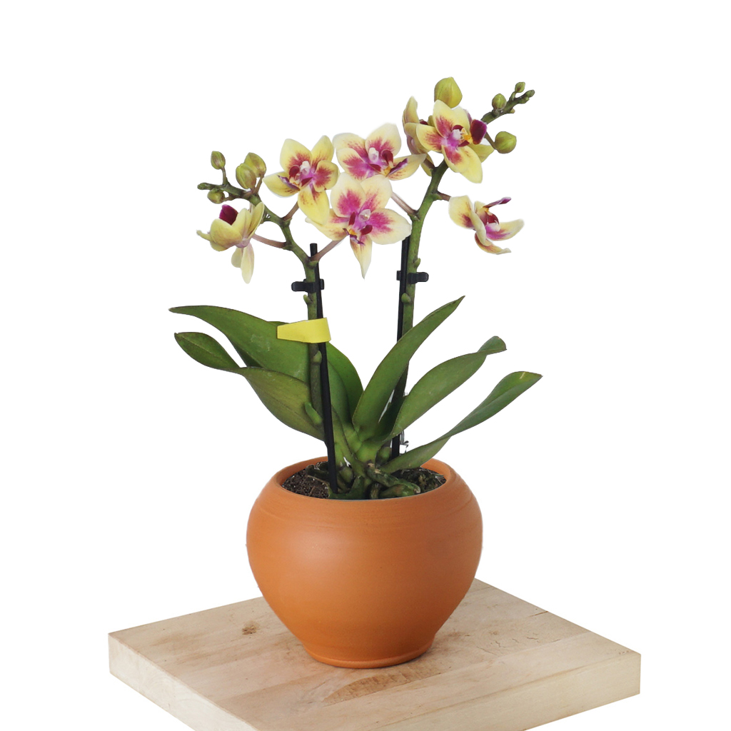 Phalaenopsis Yellow Orchids Mini (Sarı Alacalı Orkide)