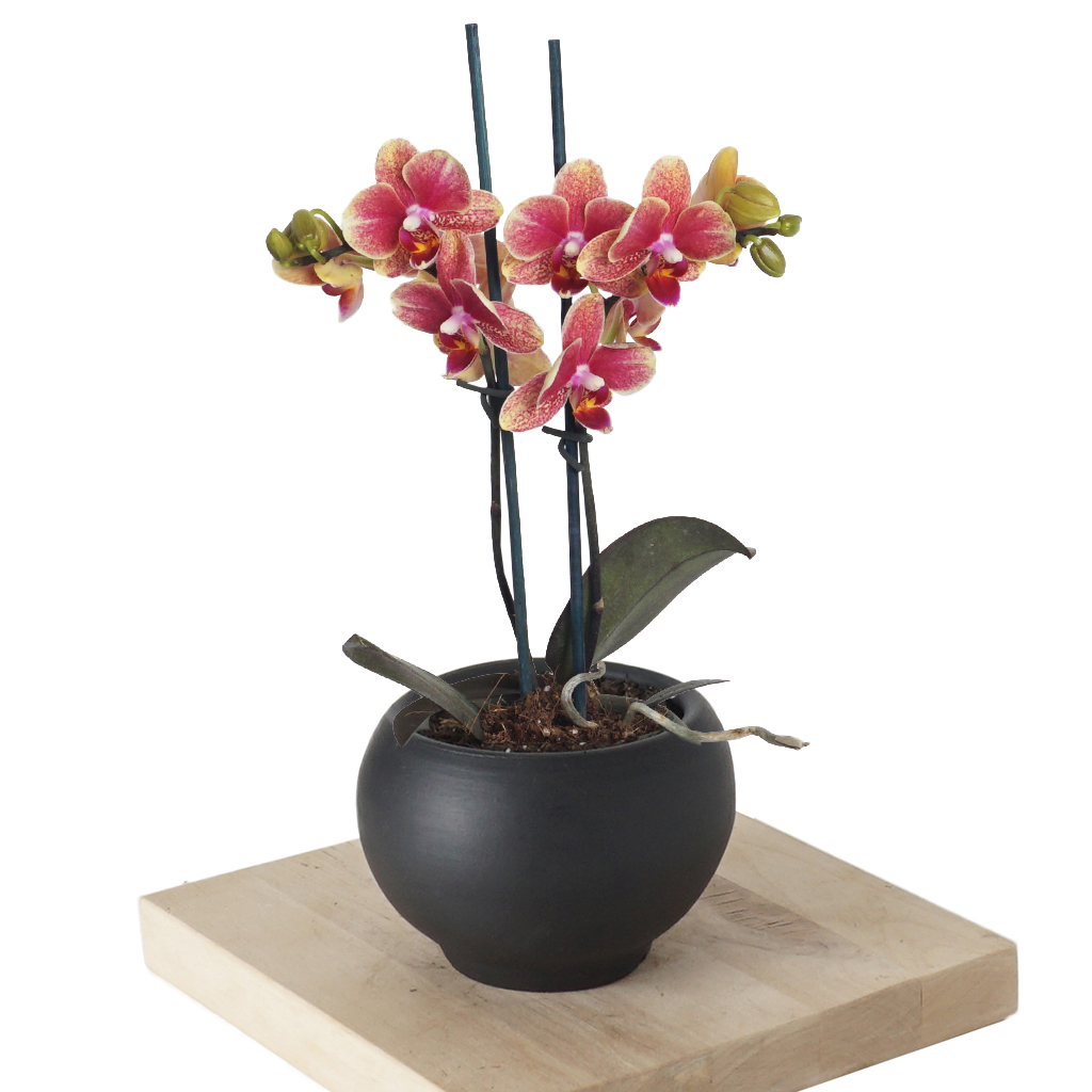 Phalaenopsis Coral Orchids Mini (Coral Orkide)