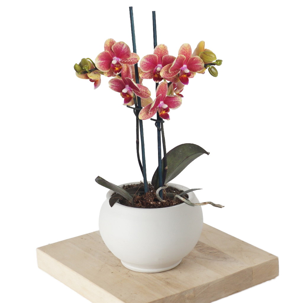 Phalaenopsis Coral Orchids Mini (Coral Orkide)