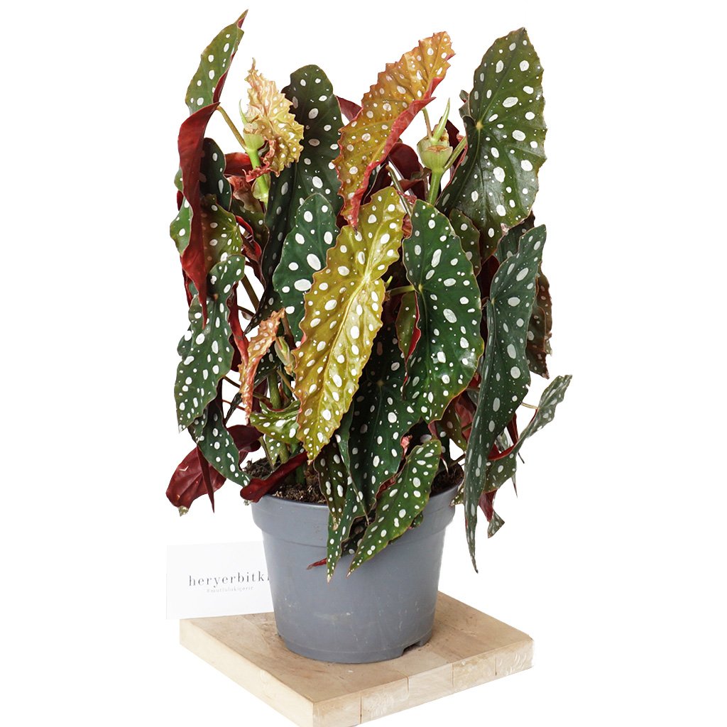 Begonia Maculata Red (Benekli Begonya) - Large