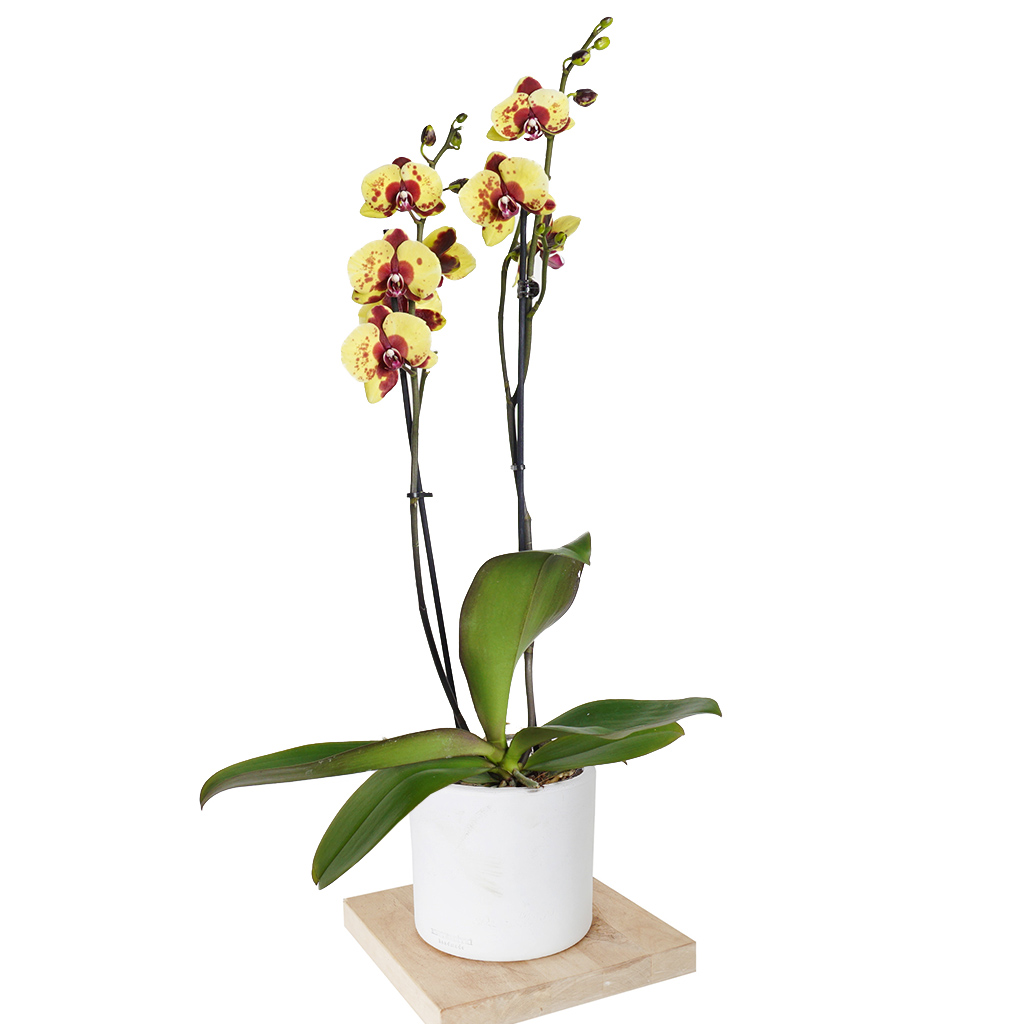 Phalaenopsis Sunshine Orkide - Sarı Benekli