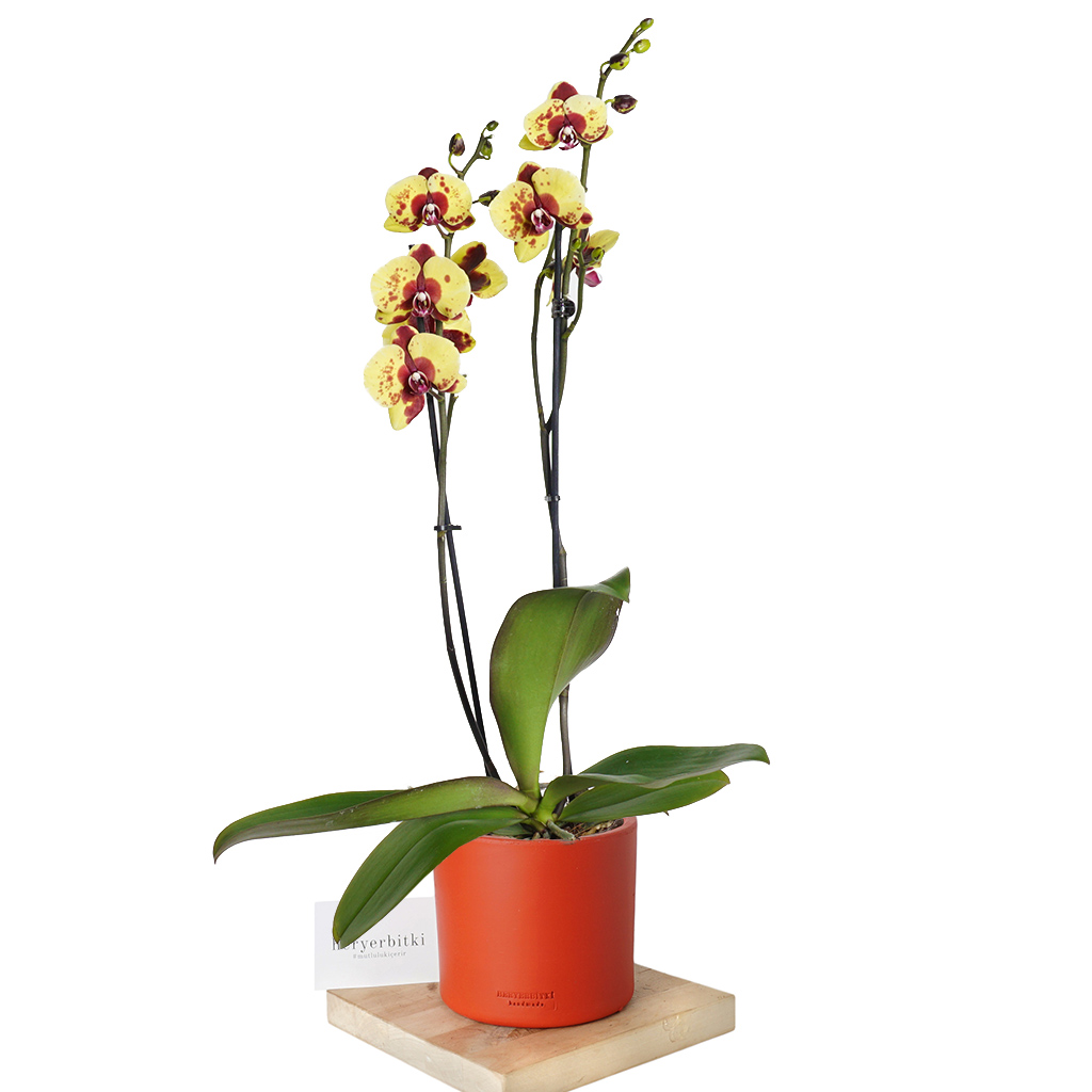 Phalaenopsis Sunshine Orkide - Sarı Benekli