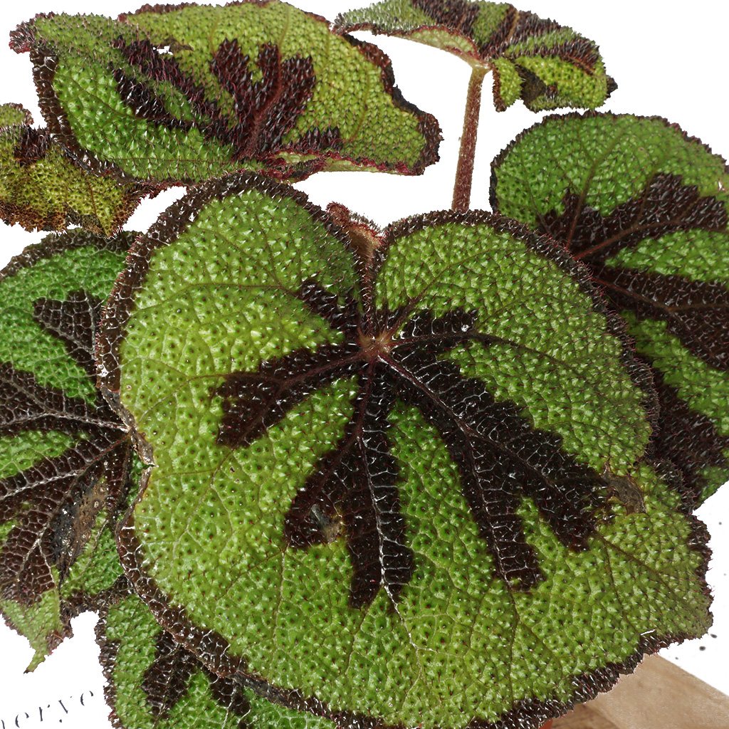 Begonia Masoniana (Begonya)