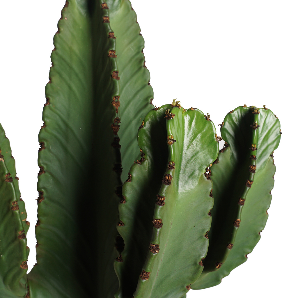 Euphorbia Ingens - Geniş Gövdeli Dikensiz Kaktüs