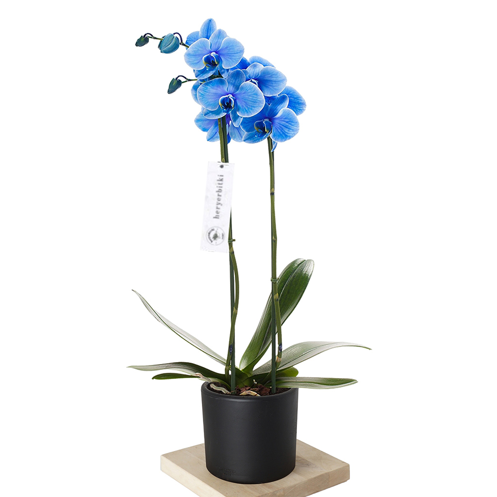 siyah saksıda mavi orkide