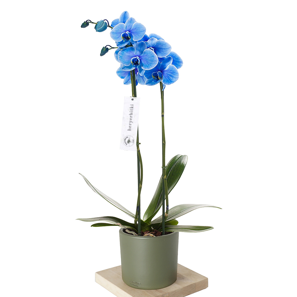 yeşil saksıda mavi orkide