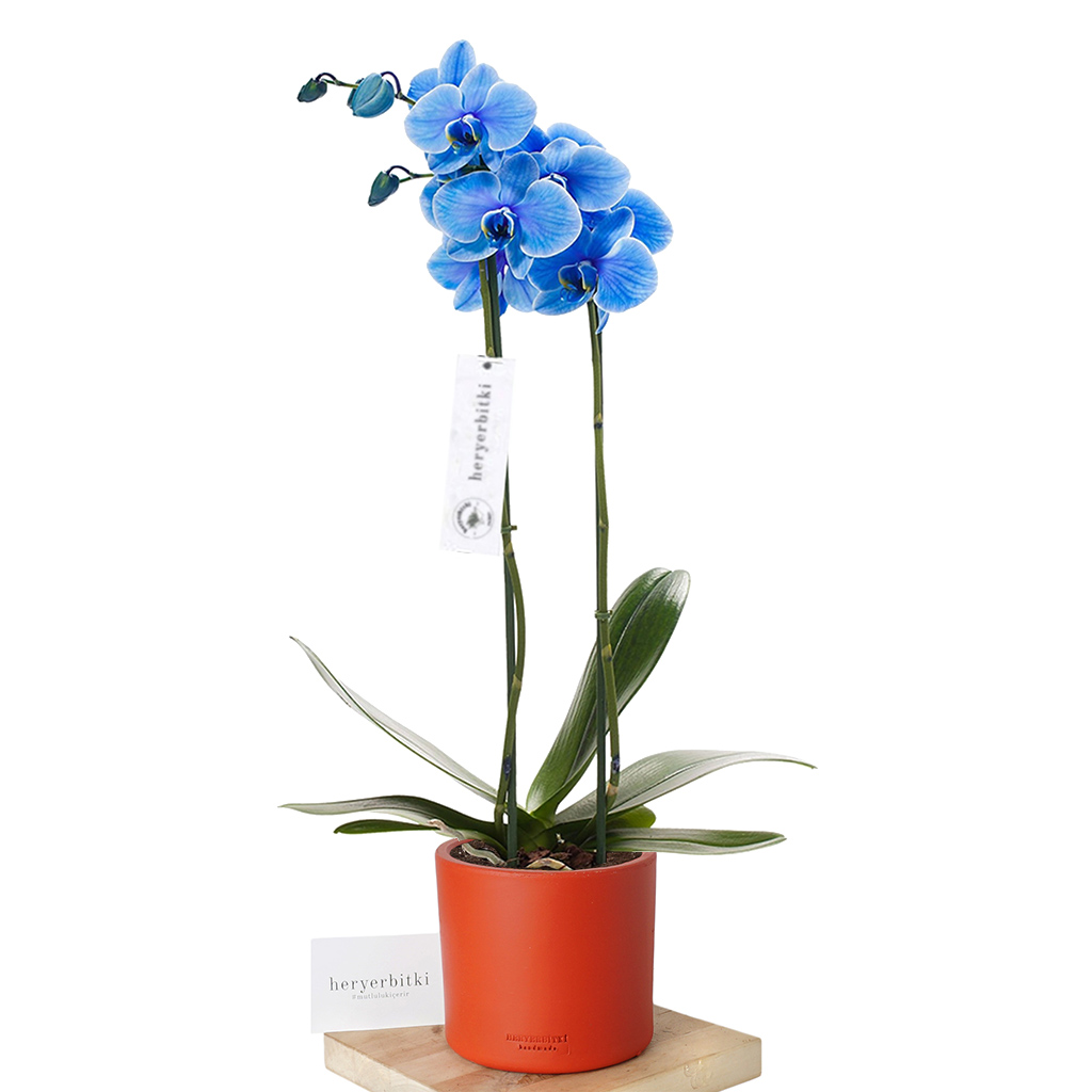kırmızı saksıda mavi orkide