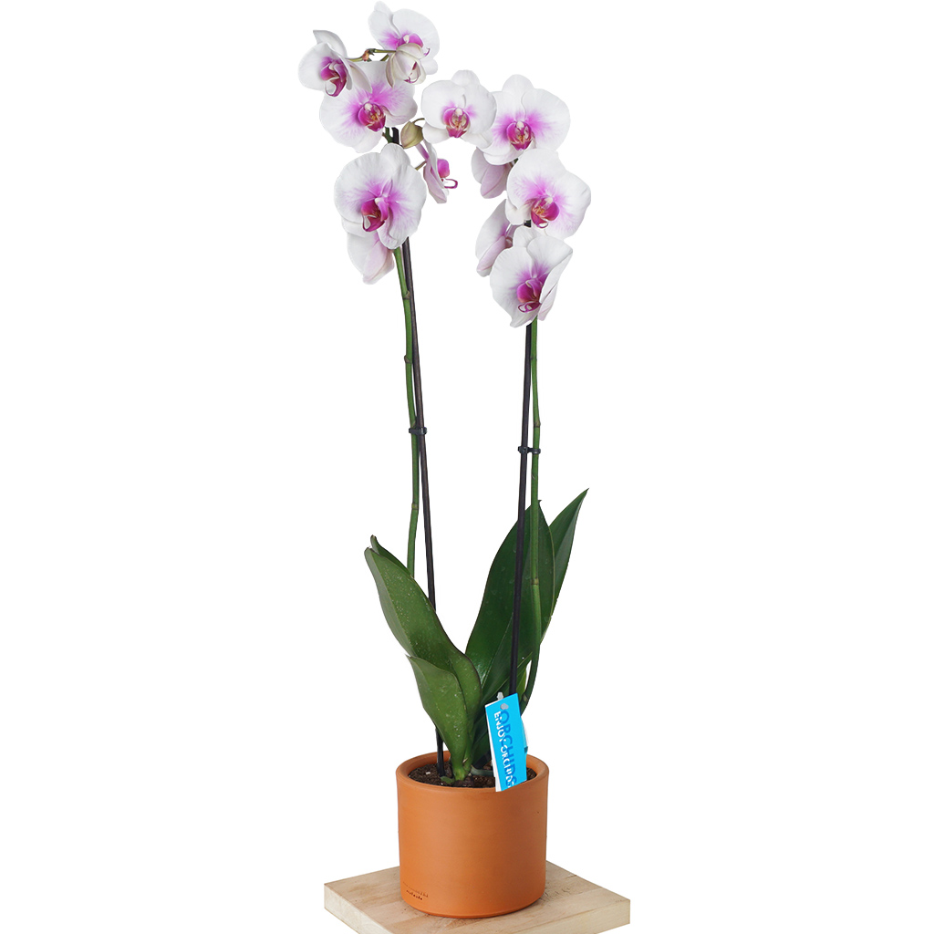 Phalaenopsis Petite Orkide - Pembe Tonlamalı
