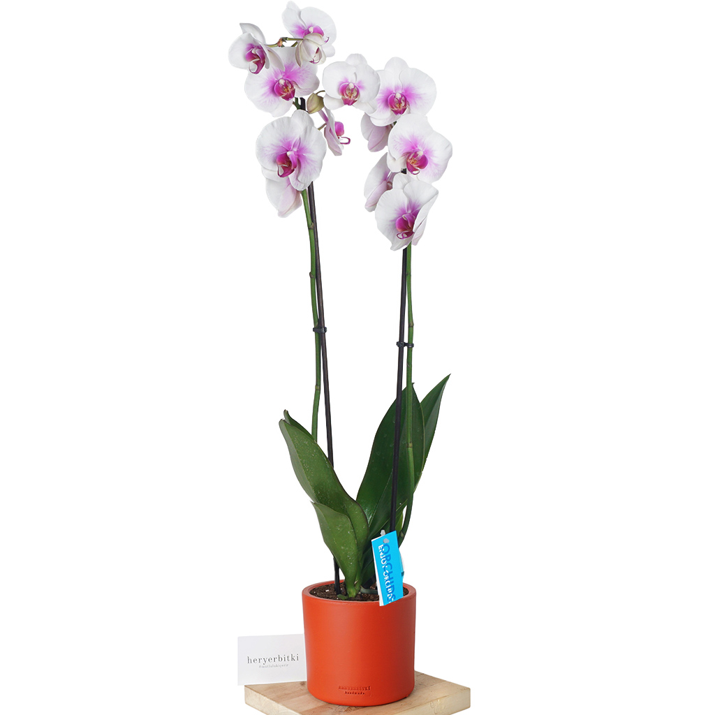 Phalaenopsis Petite Orkide - Pembe Tonlamalı