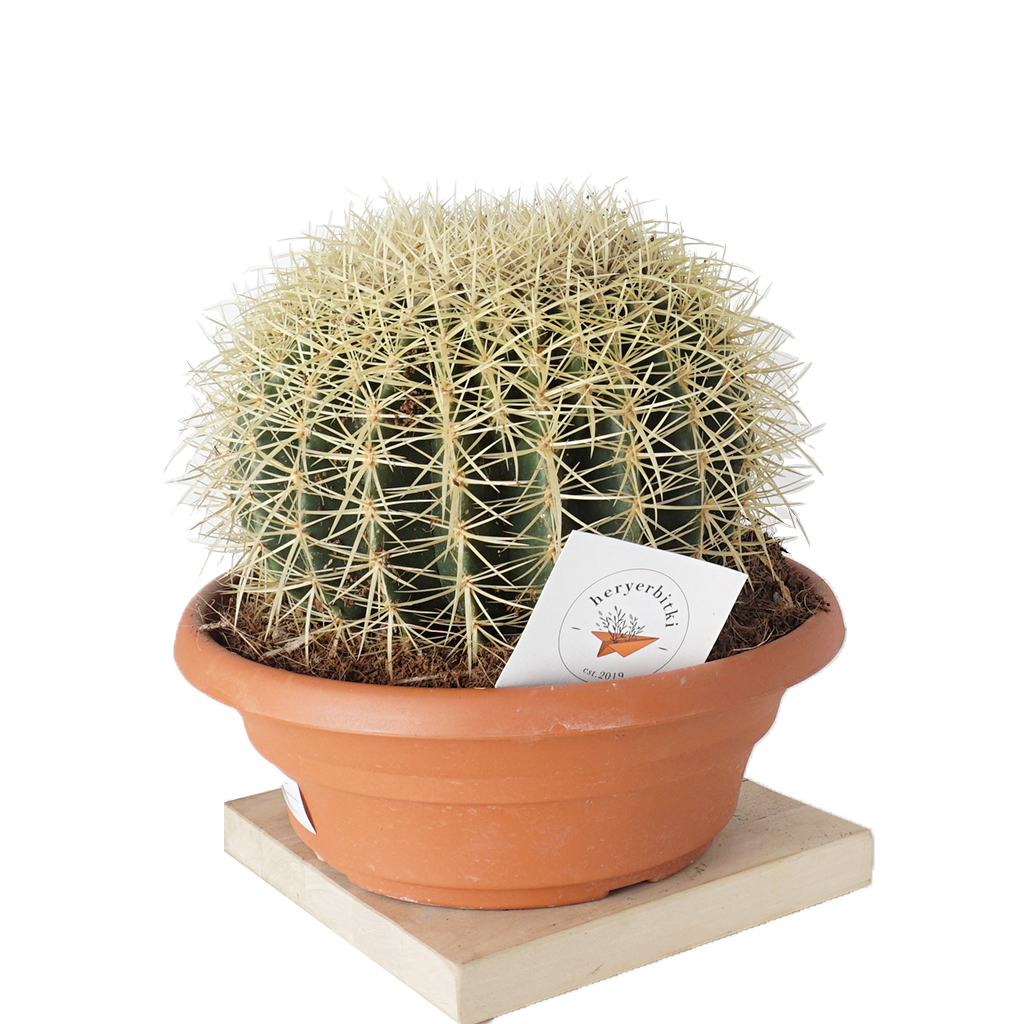 Altın Fıçı Kaktüsü (Golden Barrel Ekinoks Cactus)