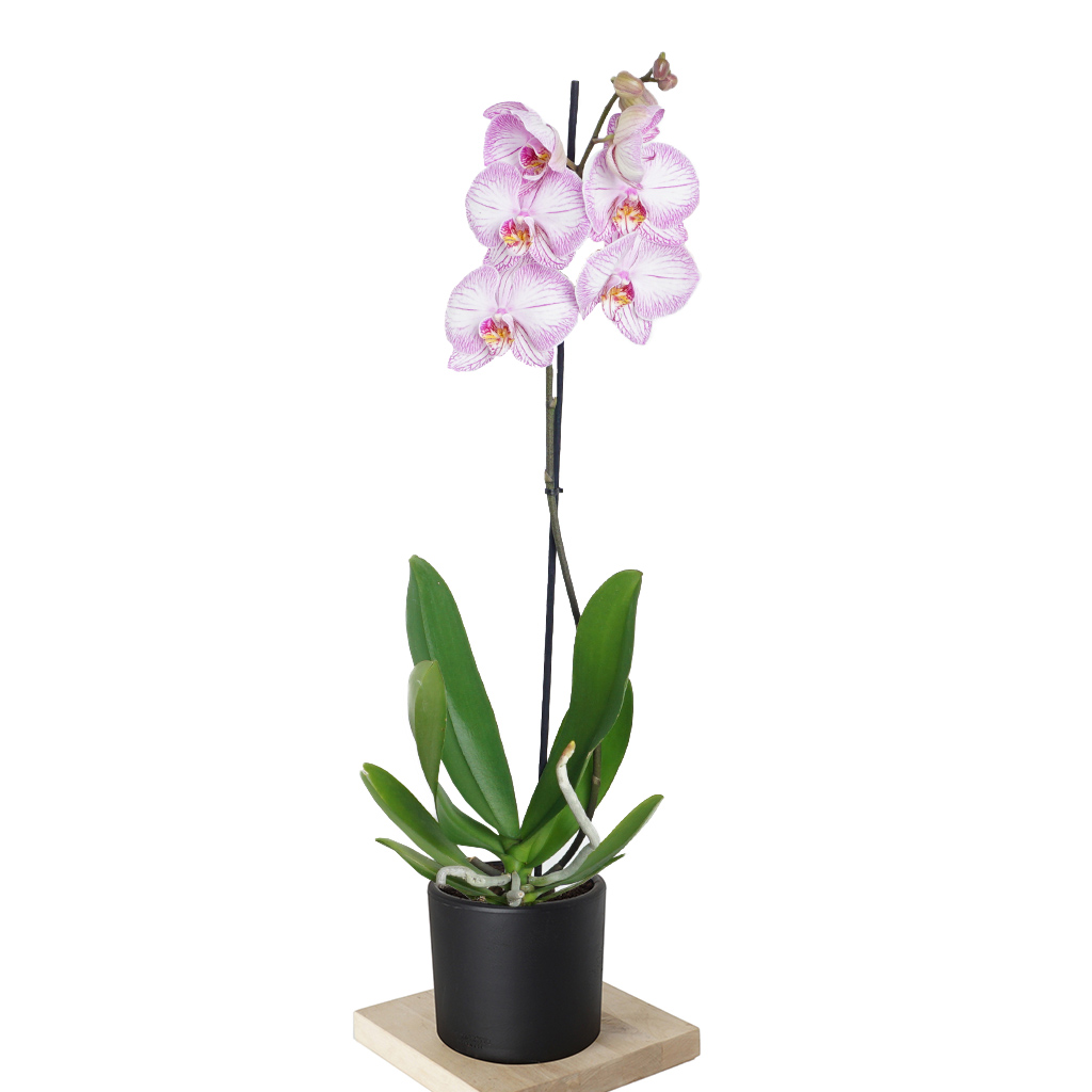 Phalaenopsis Orchid - Tekli Dallı Orkide Alacalı