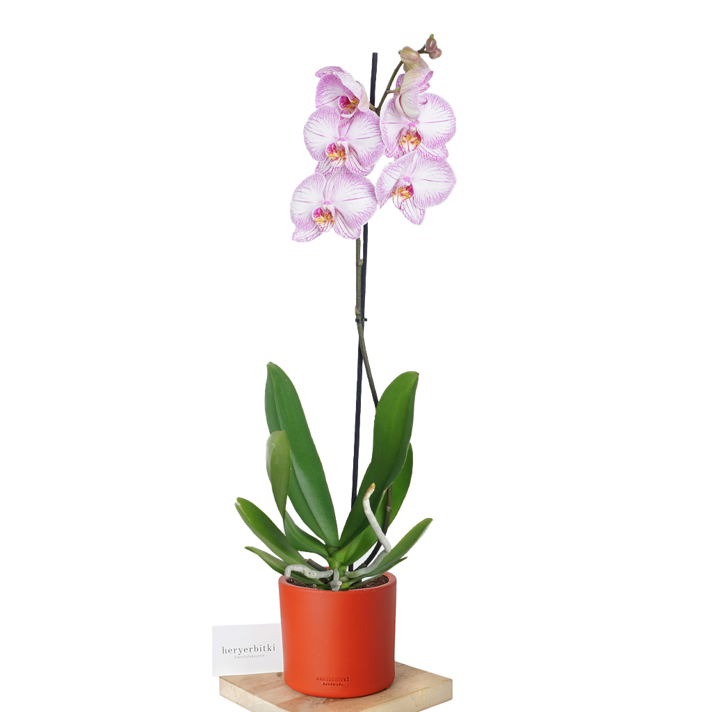 Phalaenopsis Orchid - Tekli Dallı Orkide Alacalı