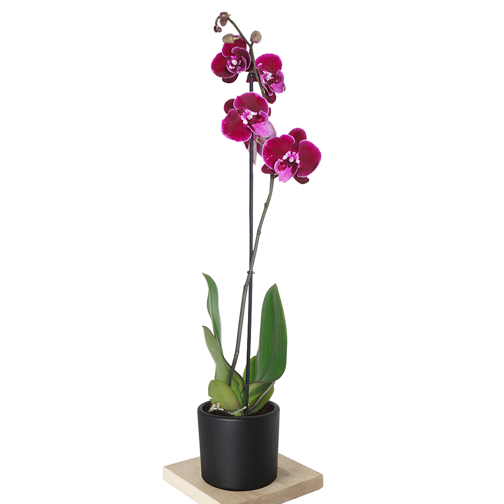 Phalaenopsis Orchid - Tek Dallı Mor Orkide