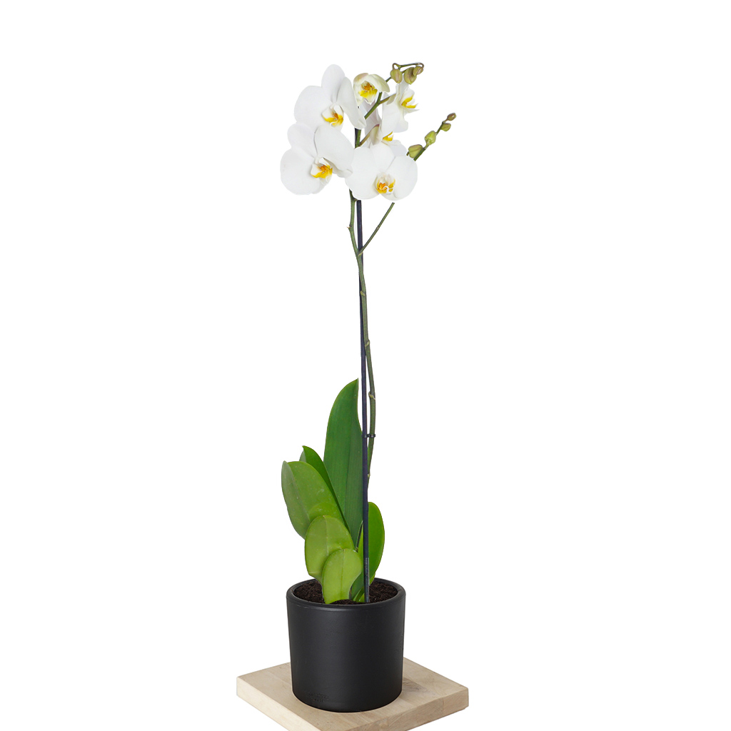 Phalaenopsis Orchid - Tek Dallı Beyaz Orkide