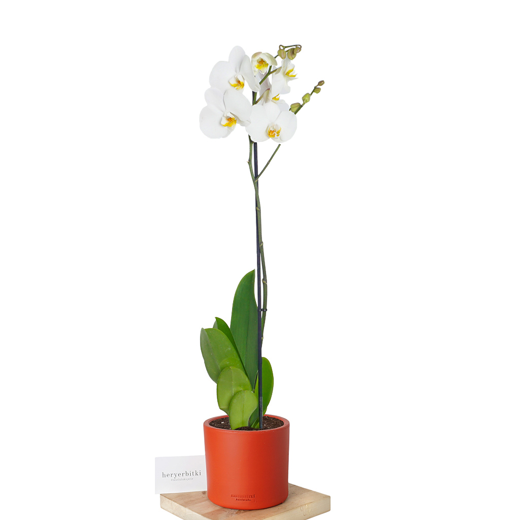Phalaenopsis Orchid - Tek Dallı Beyaz Orkide