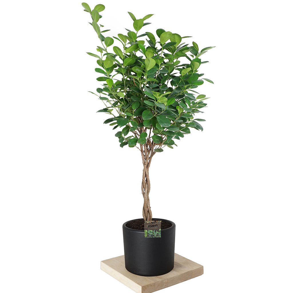 Ficus Microcarpa (Örgülü Ficus Bonsai Ağacı) - 90-110cm