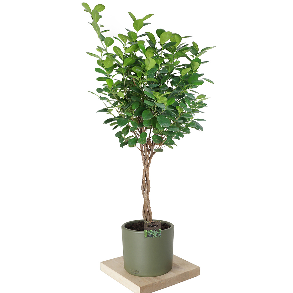 Ficus Microcarpa (Örgülü Ficus Bonsai Ağacı) - 90-110cm