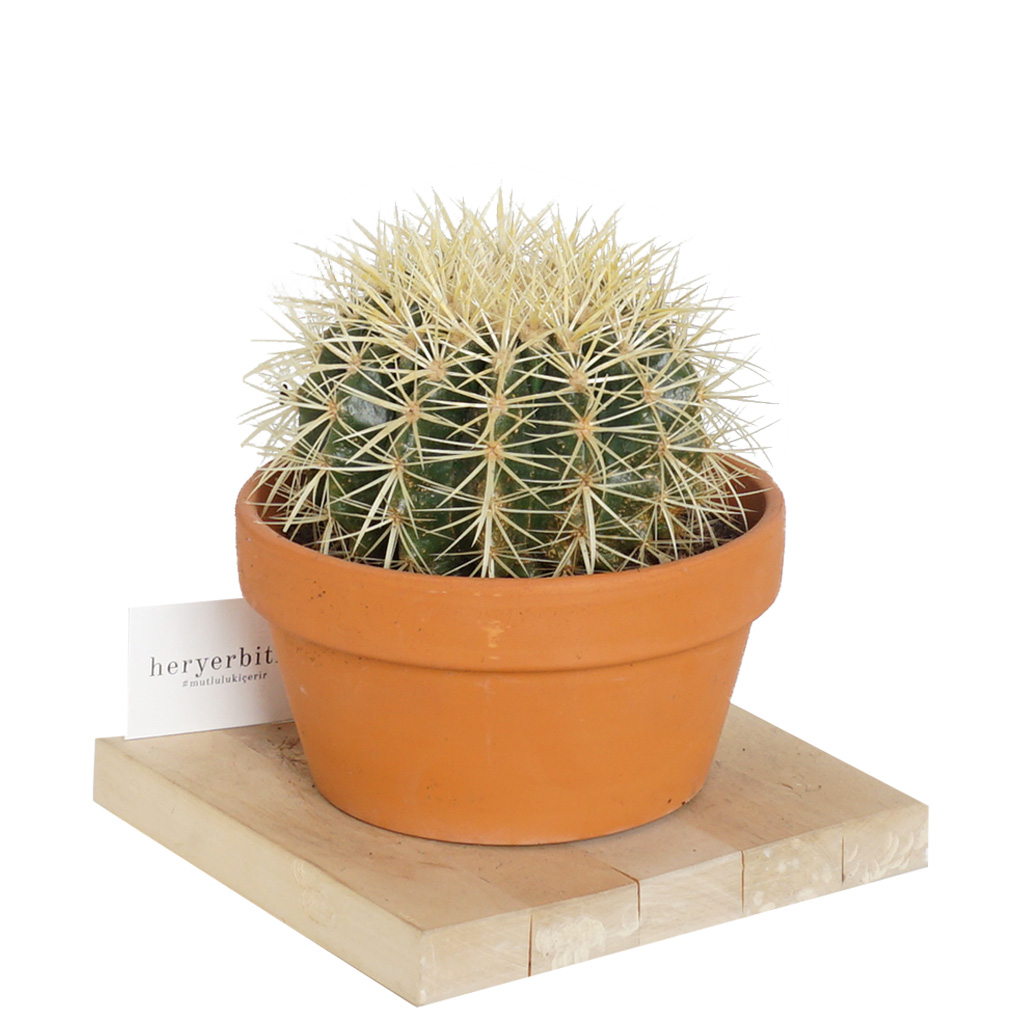 Altın Fıçı Kaktüsü (Golden Barrel Ekinoks Cactus) - Orta