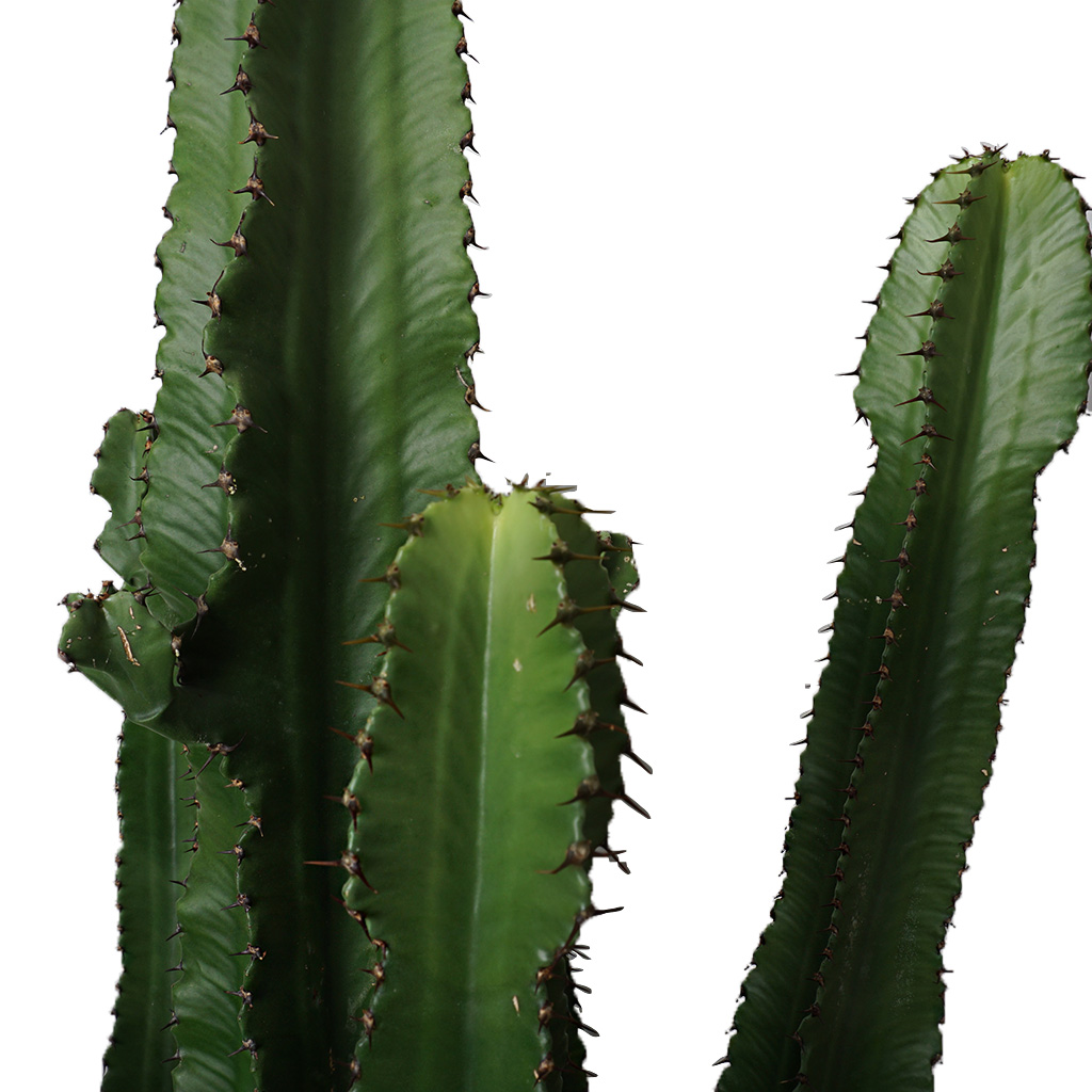 Euphorbia Erytrea (Büyük Kaktüs) 170-180 cm