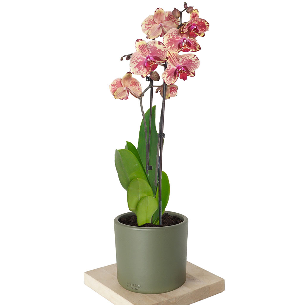 Phalaenopsis Orchid - Bej Benekli Orkide