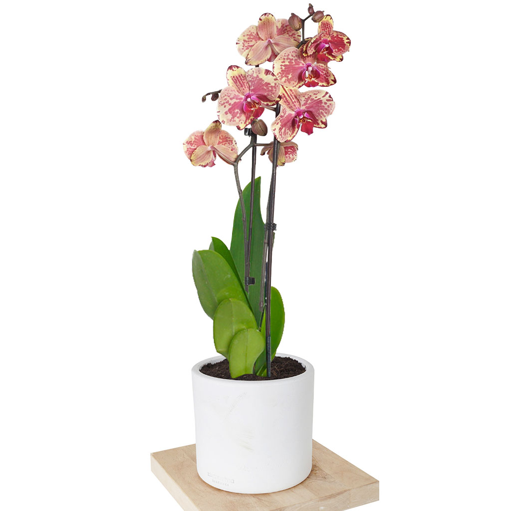 Phalaenopsis Orchid - Bej Benekli Orkide