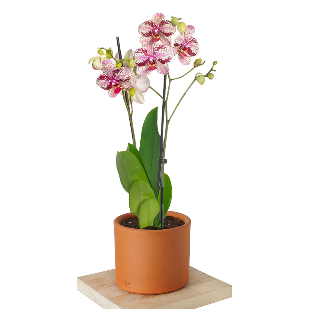 Phalaenopsis Special - Bordo Benekli Orkide