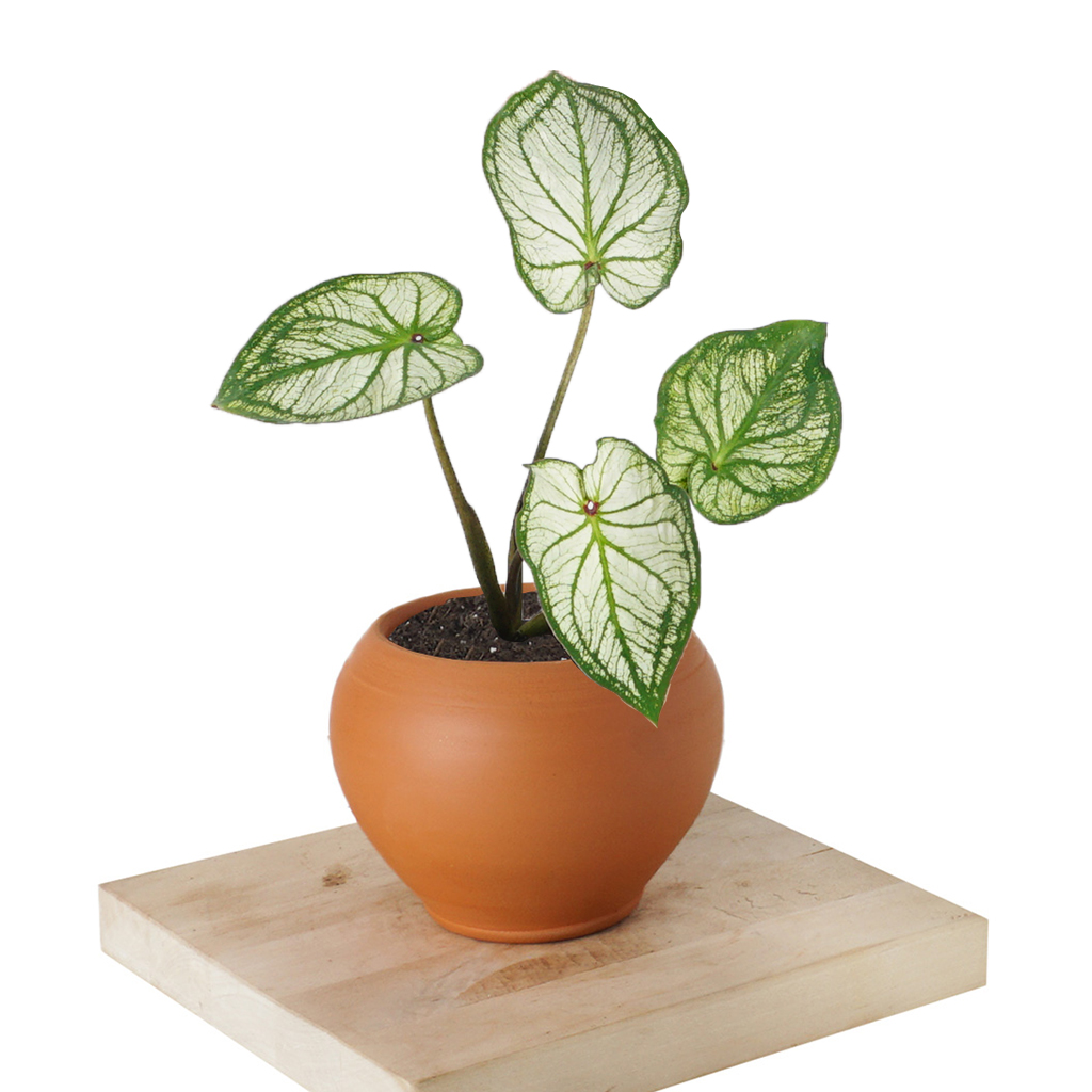terracotta saksıda kaladyum bitkisi