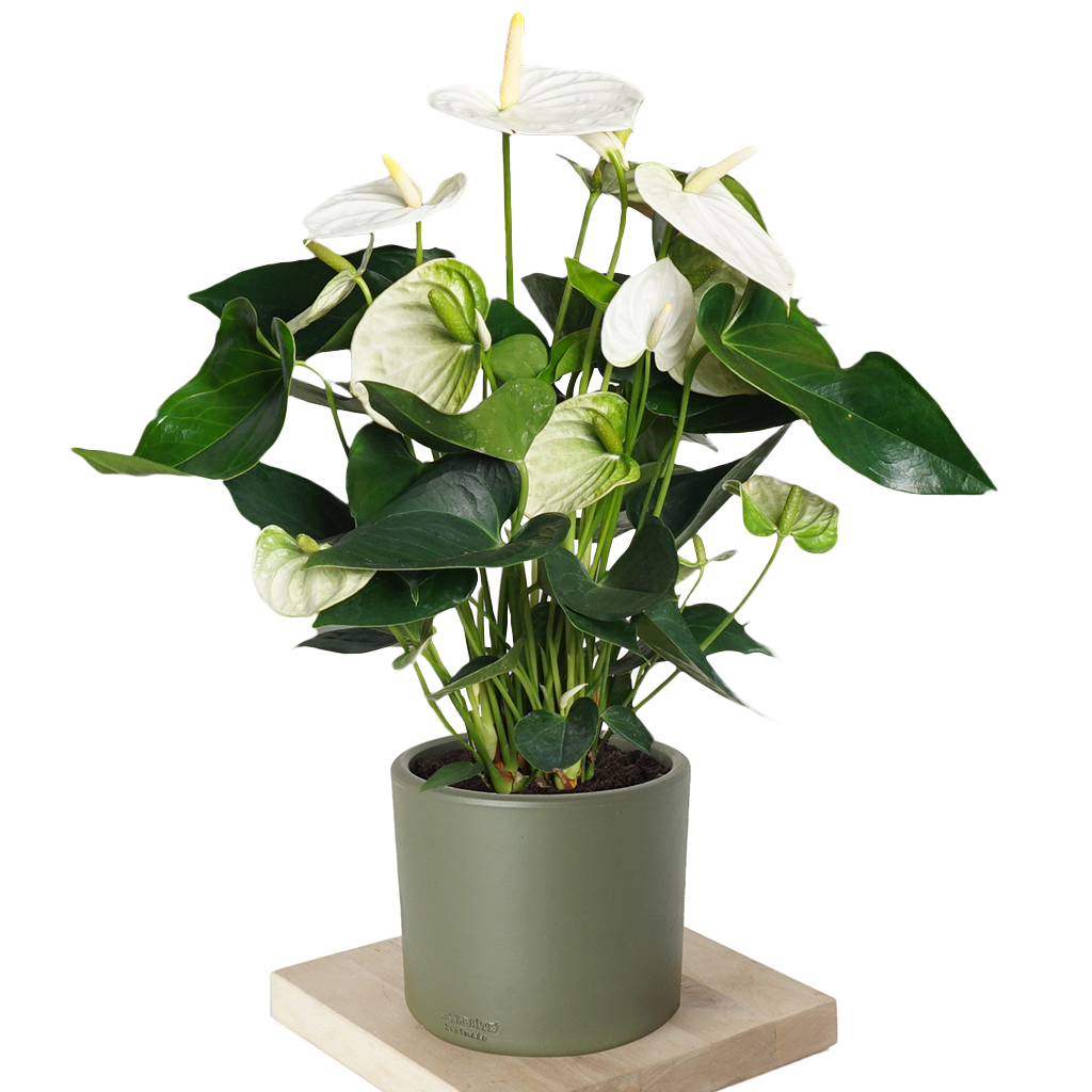 yeşil saksıda beyaz antoryum çiçeği