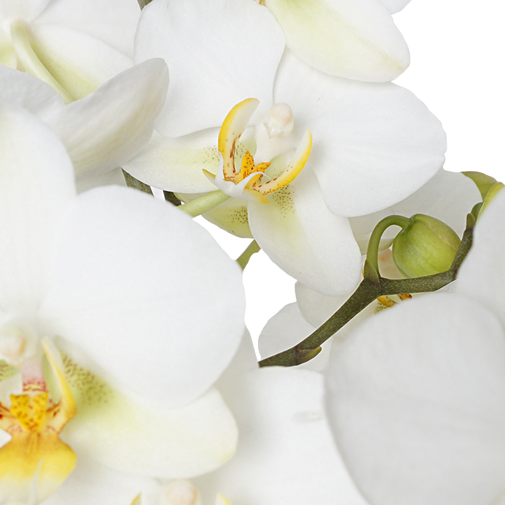 Bellissimo Orchid (Çok Dallı Bellisimo Orkide)