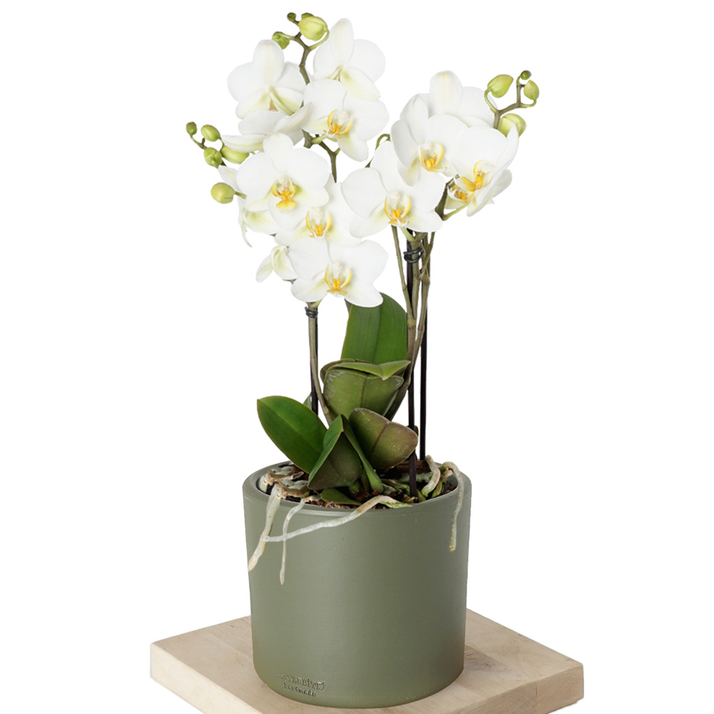 Bellissimo Orchid (Çok Dallı Bellisimo Orkide)