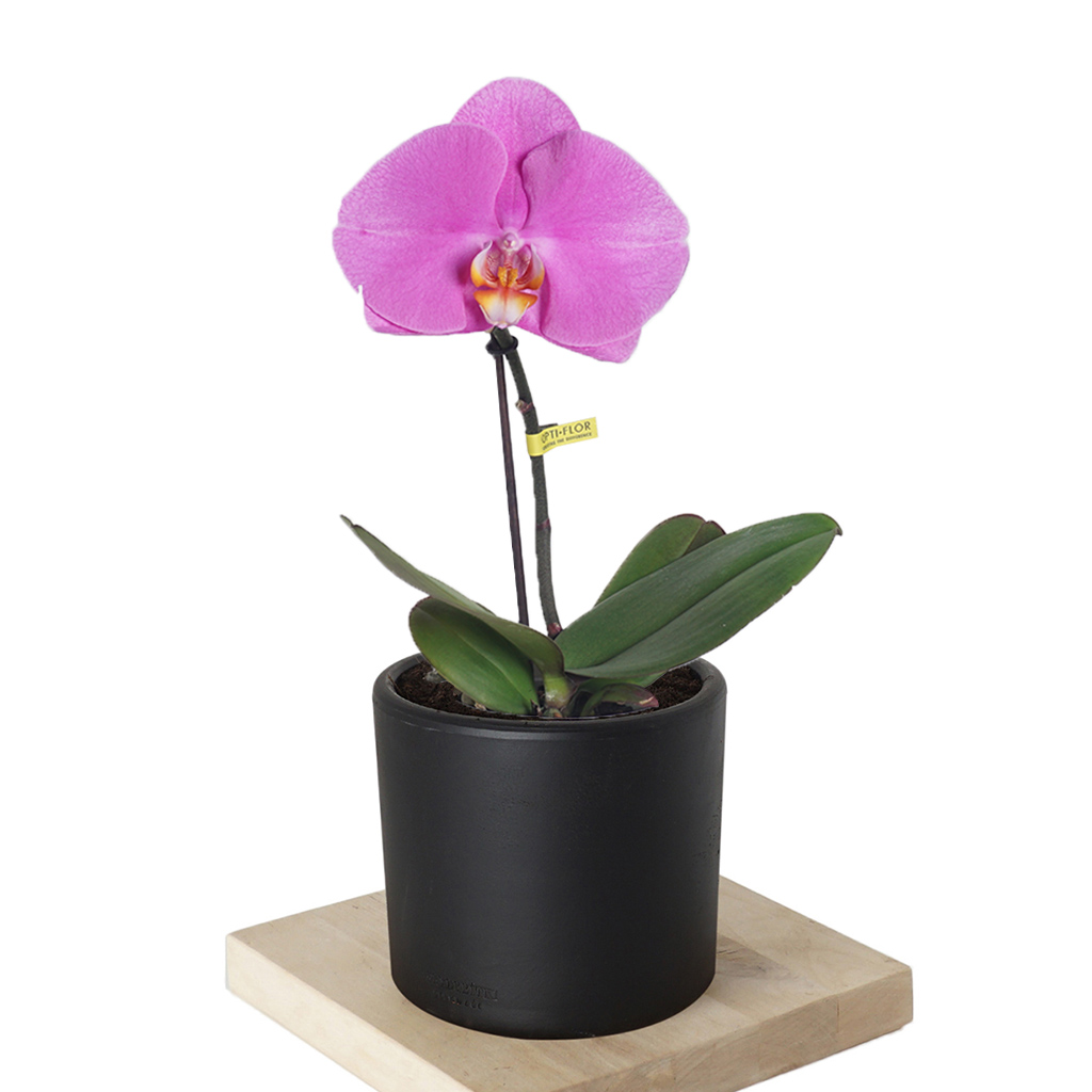 Phalaenopsis Orchid (Tek Çiçekli Özel Orkide)
