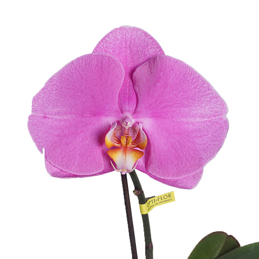 Phalaenopsis Orchid (Tek Çiçekli Özel Orkide)
