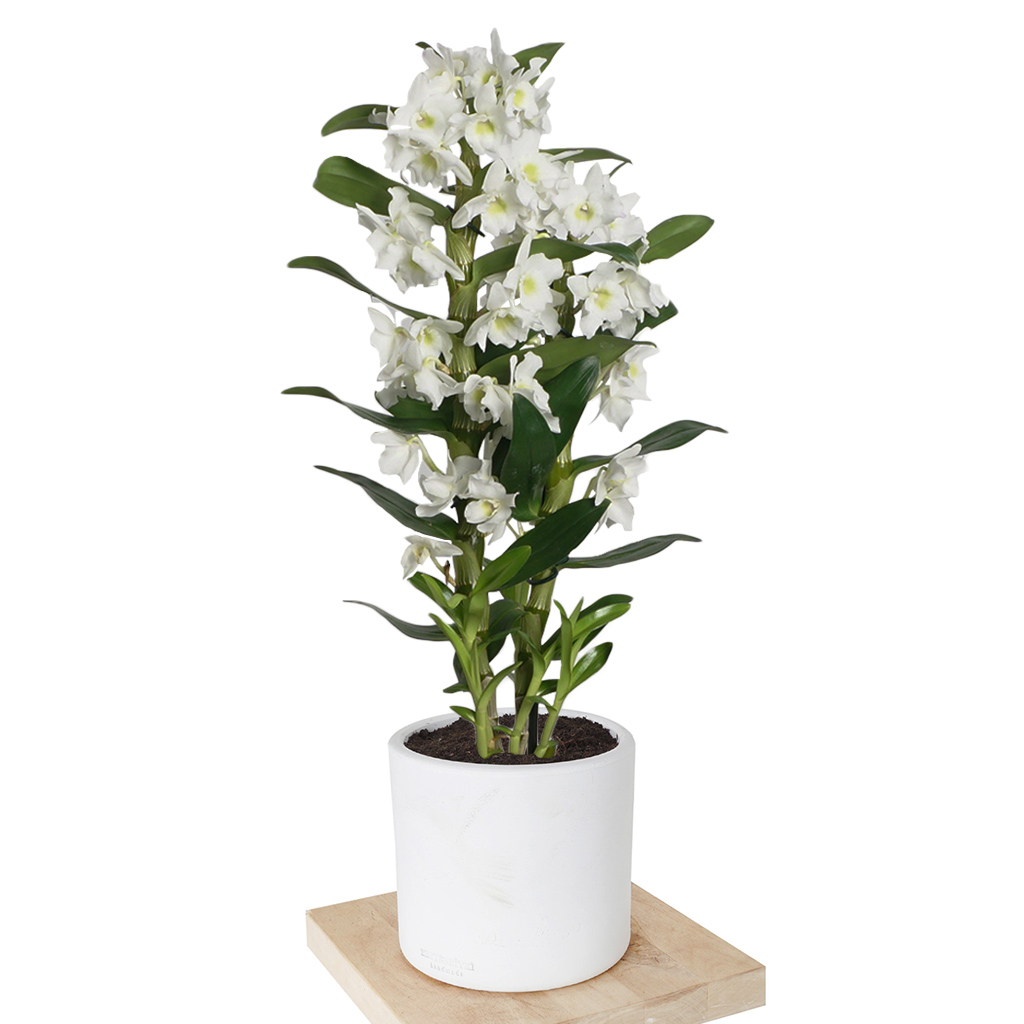 Dendrobium White (Beyaz Kokulu Orkide)