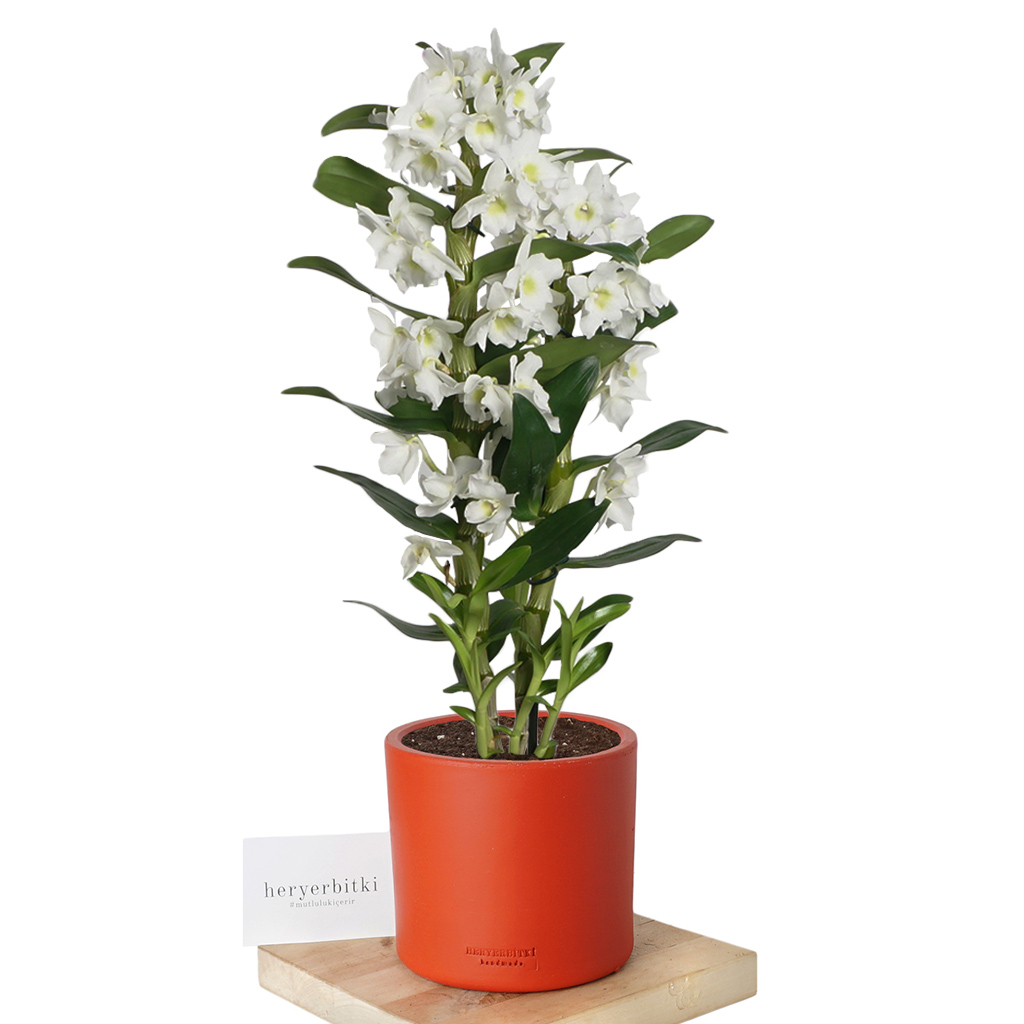 Dendrobium White (Beyaz Kokulu Orkide)