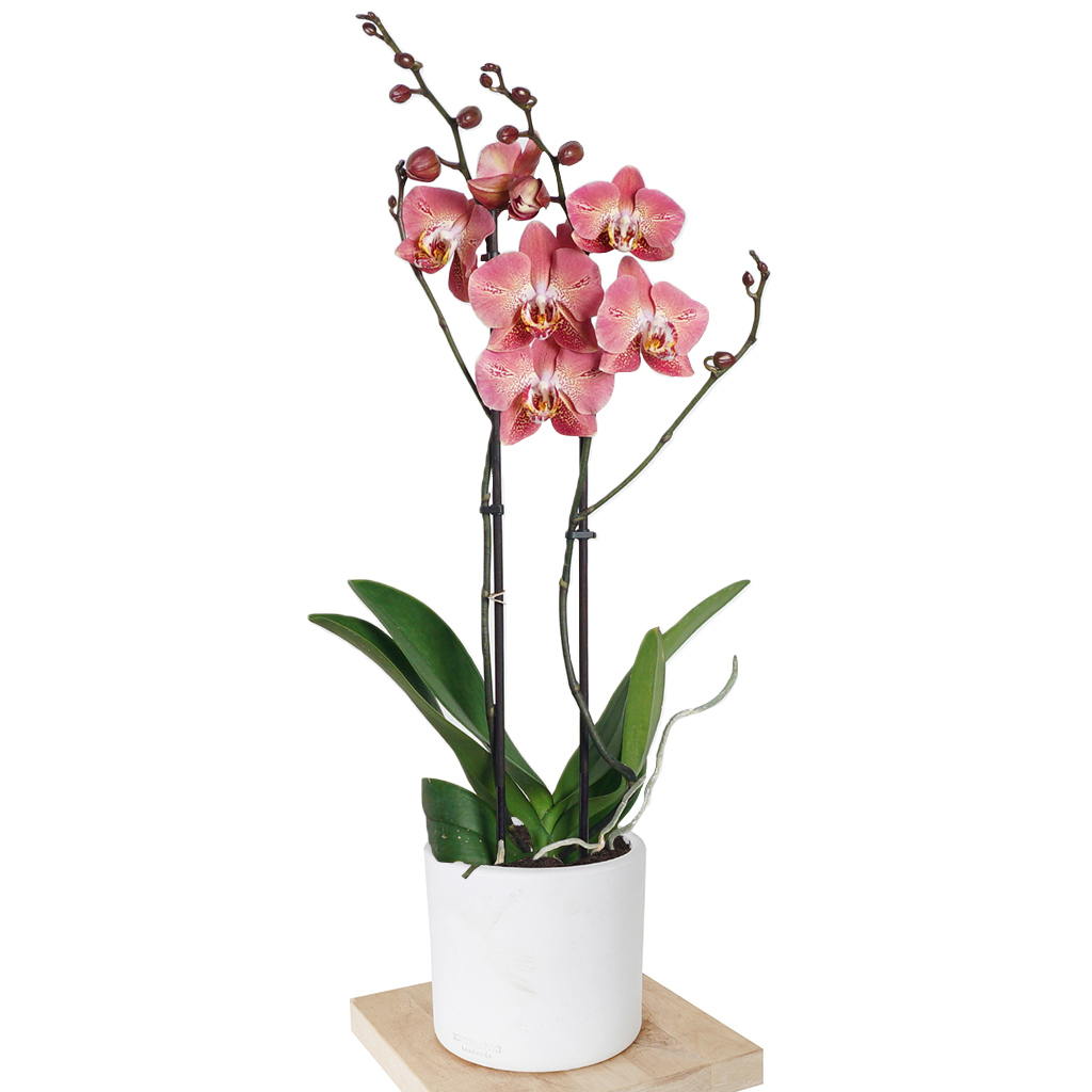 Phalaenopsis Butterfly Orchid - Orkide