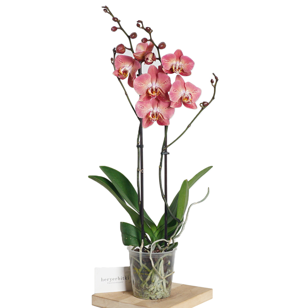 Phalaenopsis Butterfly Orchid - Orkide