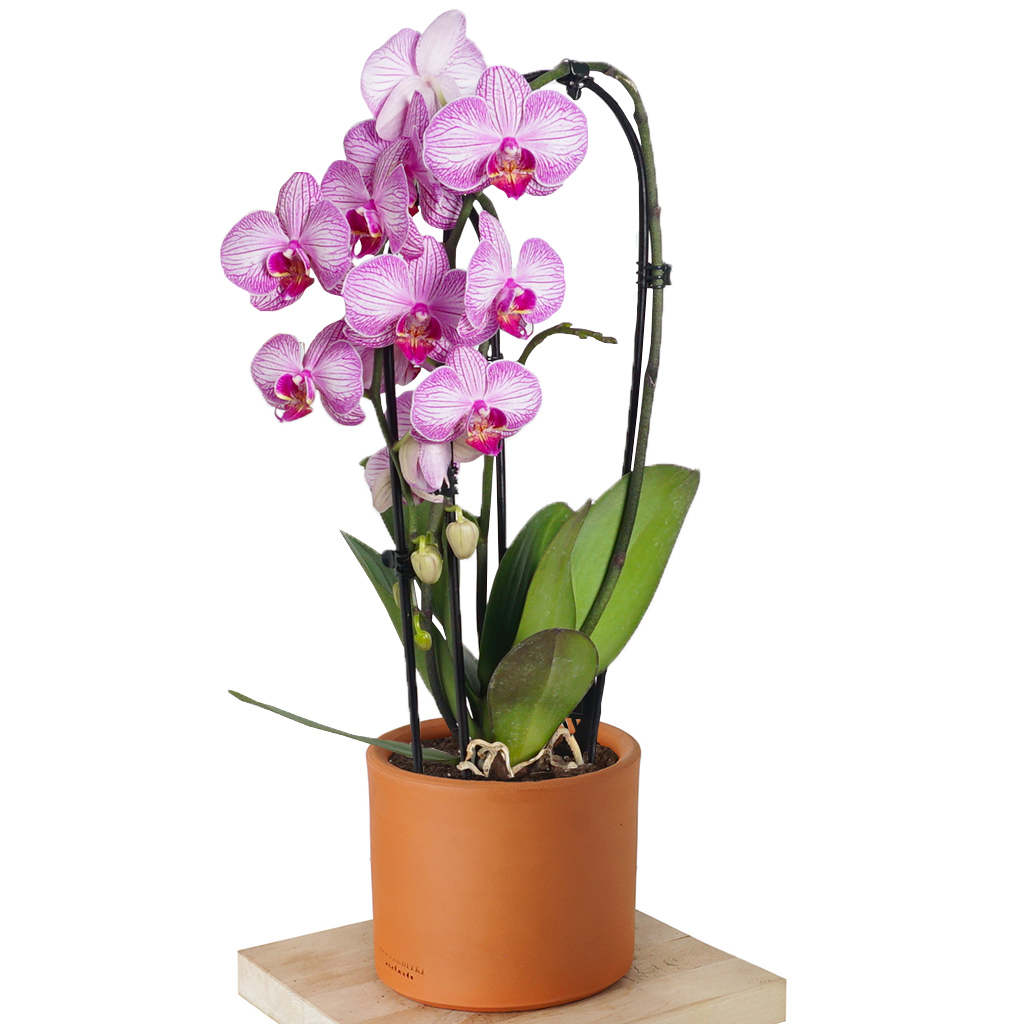 Round Pink Orchid (Alacalı Pembe Orkide)