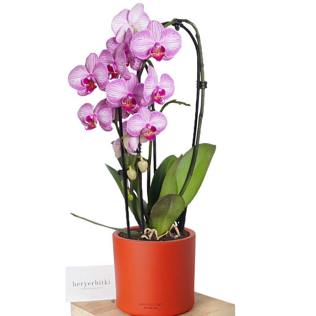 Round Pink Orchid (Alacalı Pembe Orkide)