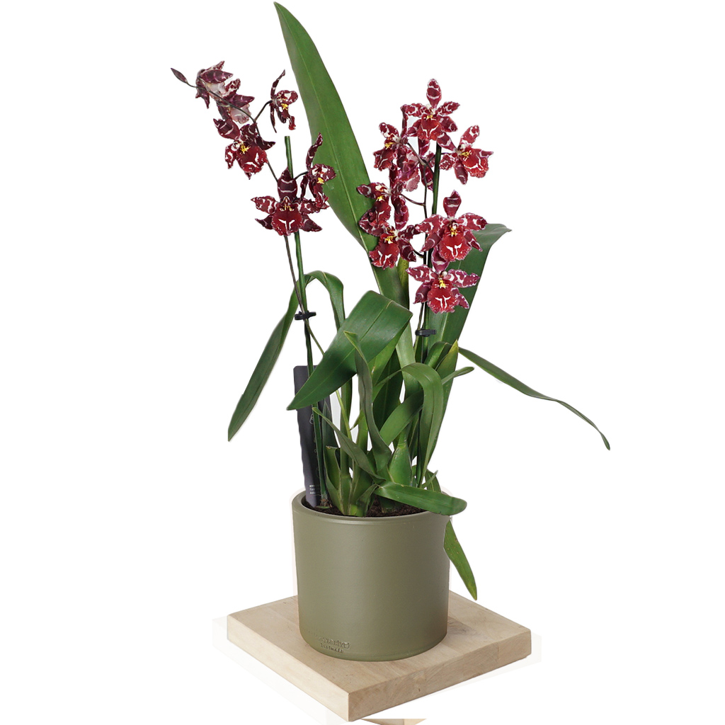 Zebrina Red Orchid (Kırmızı Zebrina Orkide)