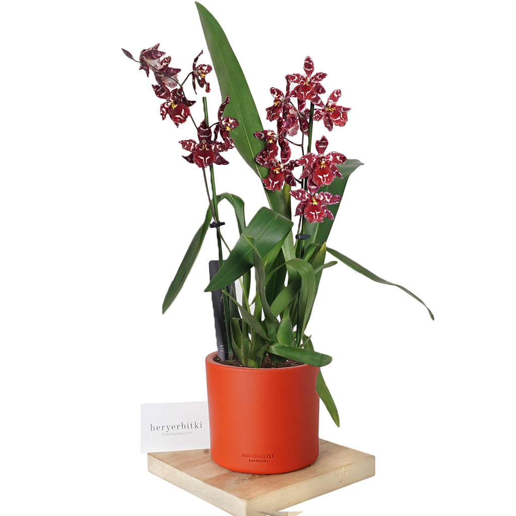 Zebrina Red Orchid (Kırmızı Zebrina Orkide)