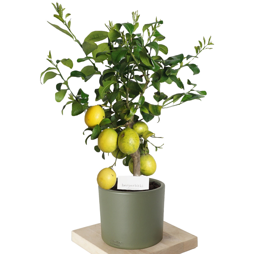 Citrus Lemon Large (Limon Ağacı)