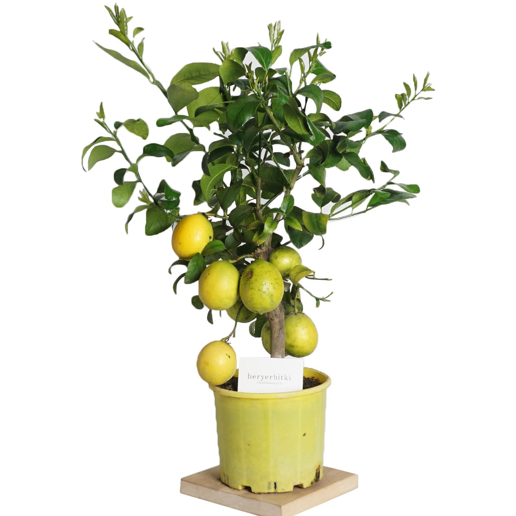 Citrus Lemon Large (Limon Ağacı)