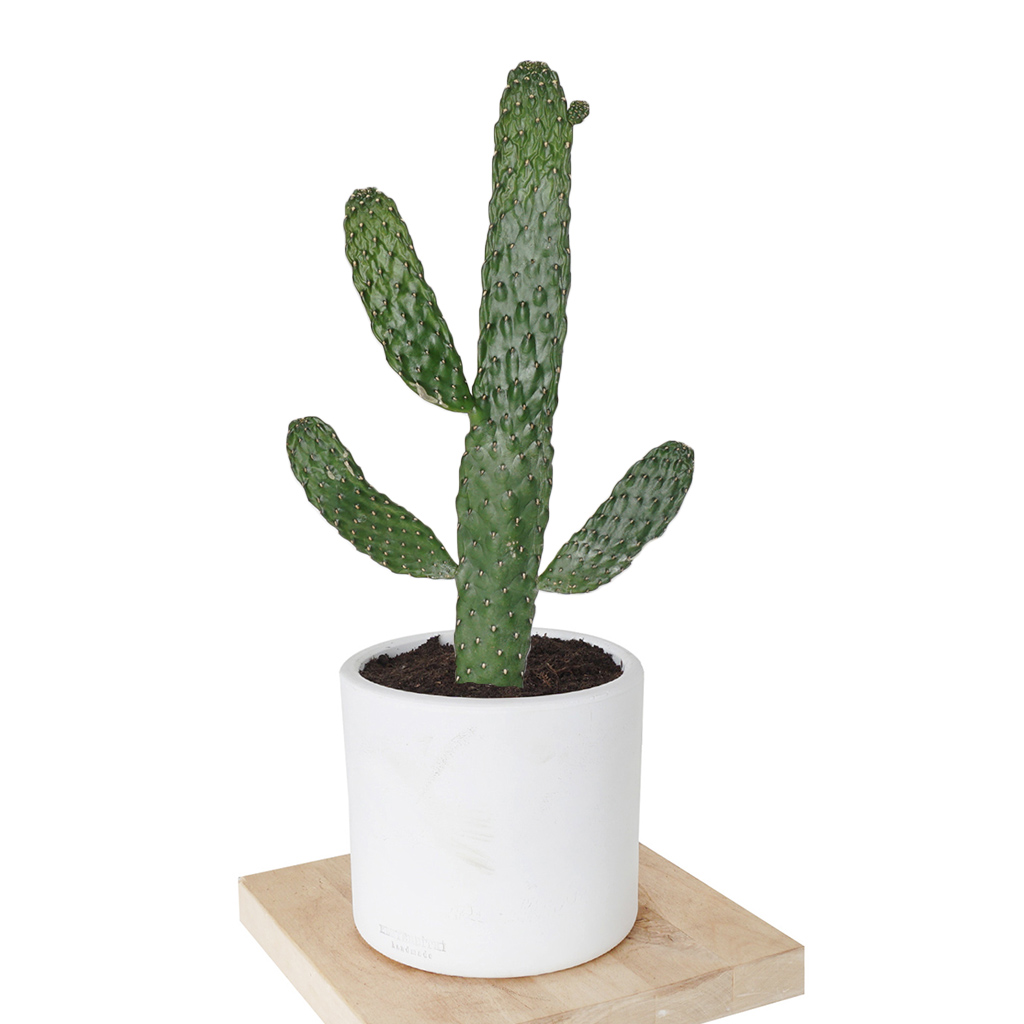 Hello Cactus (Kaktüs)